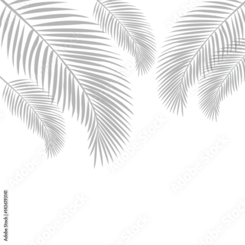 Palm leaf shadow on transparent banner background. Palm tree branch overlay effect. Shadow of tropical plant leaves. Spring summer design elements on transparent background, palm leaf png