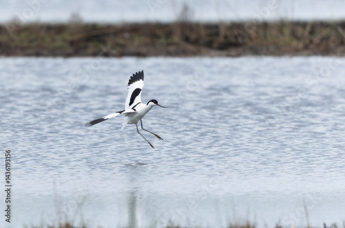Obraz na płótnie Pied avocet Recurvirostra avosetta in a marsh in Brittany w salonie