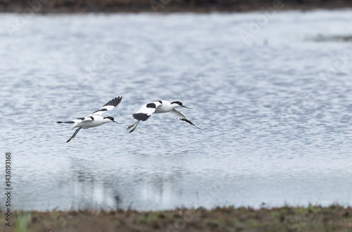 Obraz na płótnie Pied avocet Recurvirostra avosetta in a marsh in Brittany w salonie