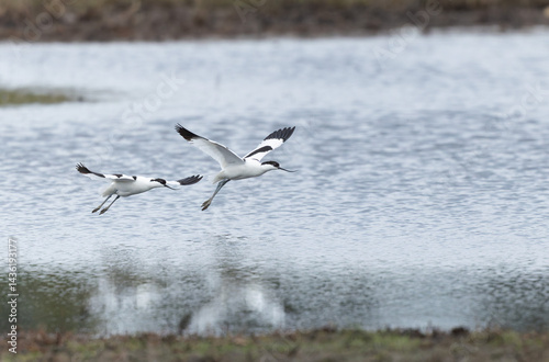 Obraz na płótnie Pied avocet Recurvirostra avosetta in a marsh in Brittany w salonie