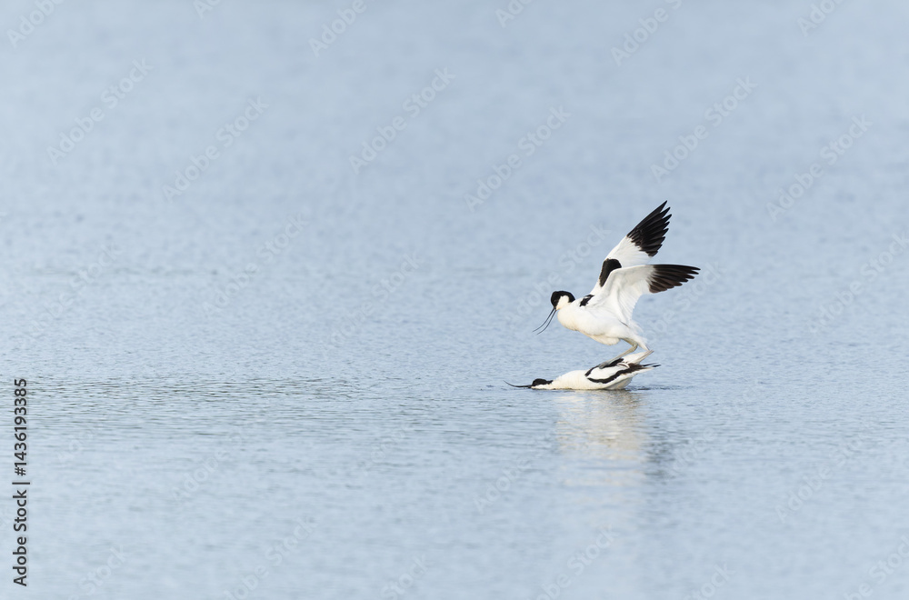 Pied avocet Recurvirostra avosetta in a marsh in Brittany