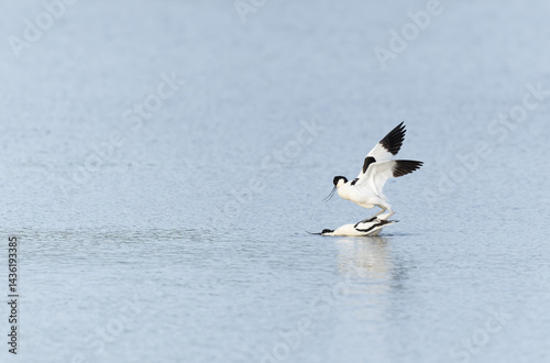 Obraz na płótnie Pied avocet Recurvirostra avosetta in a marsh in Brittany w salonie
