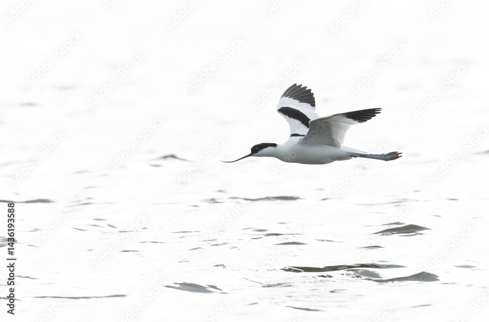 Pied avocet Recurvirostra avosetta in a marsh in Brittany