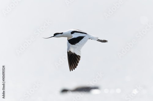 Obraz na płótnie Pied avocet Recurvirostra avosetta in a marsh in Brittany w salonie