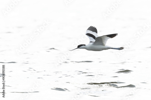 Obraz na płótnie Pied avocet Recurvirostra avosetta in a marsh in Brittany w salonie