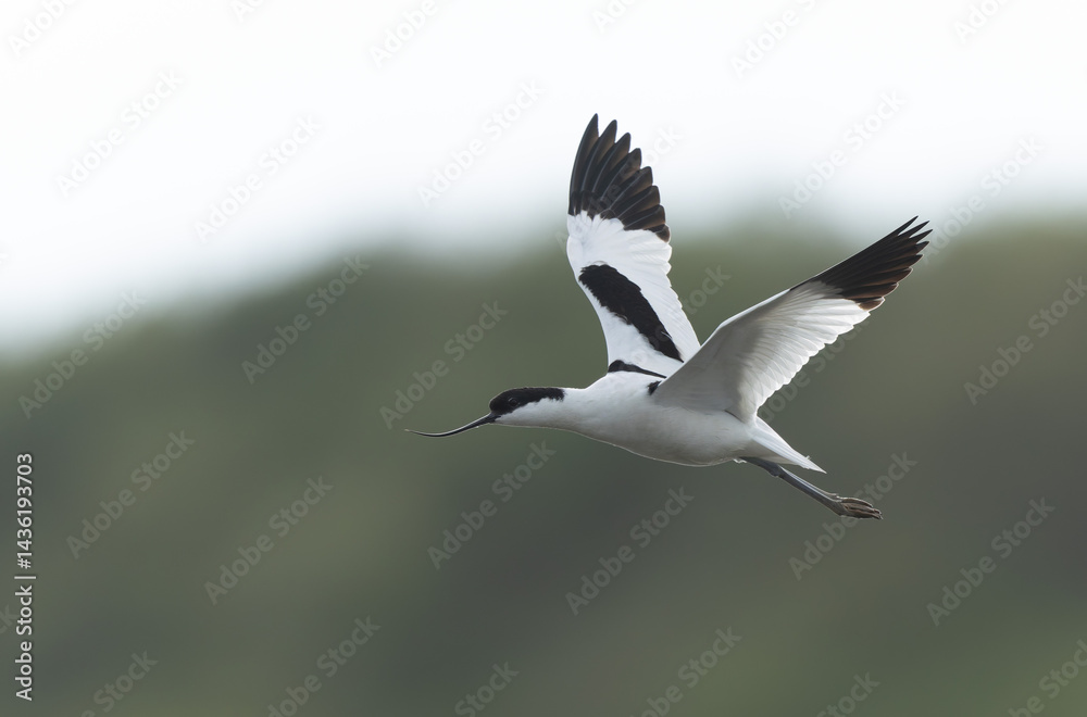 Pied avocet Recurvirostra avosetta in a marsh in Brittany