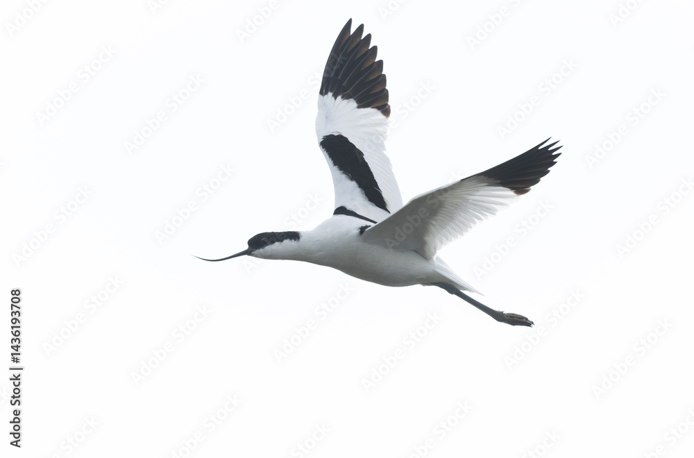 Pied avocet Recurvirostra avosetta in a marsh in Brittany