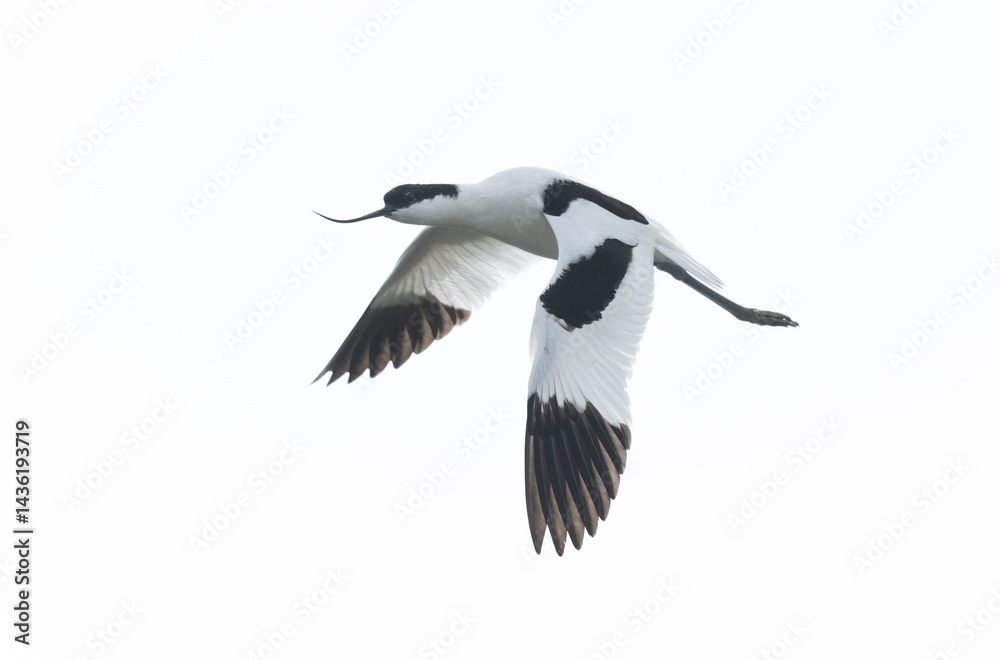 Pied avocet Recurvirostra avosetta in a marsh in Brittany