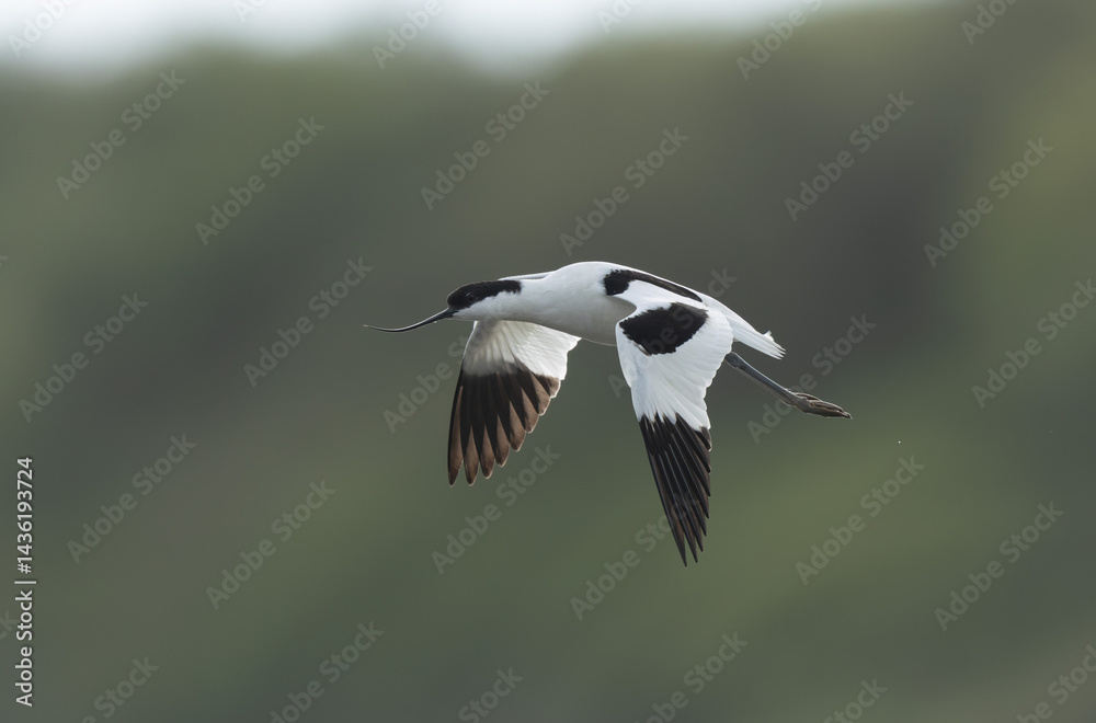 Pied avocet Recurvirostra avosetta in a marsh in Brittany