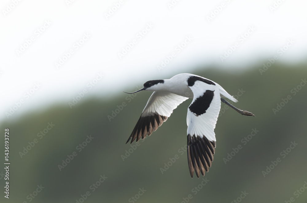 Pied avocet Recurvirostra avosetta in a marsh in Brittany
