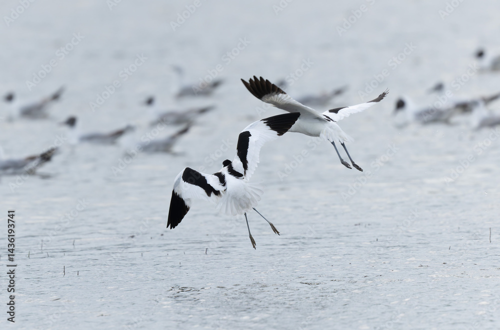Pied avocet Recurvirostra avosetta in a marsh in Brittany
