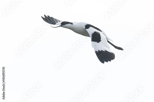 Pied avocet Recurvirostra avosetta in a marsh in Brittany