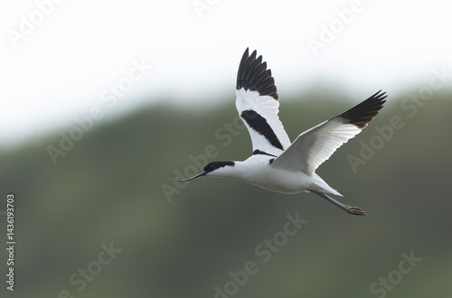 Obraz na płótnie Pied avocet Recurvirostra avosetta in a marsh in Brittany w salonie