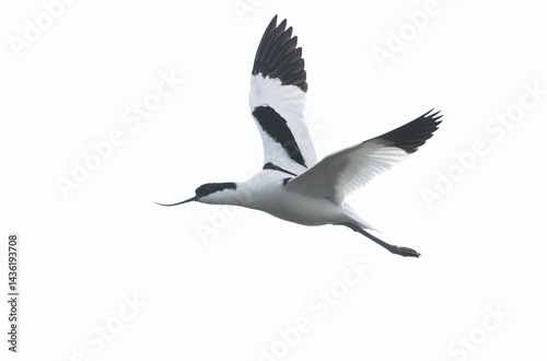 Obraz na płótnie Pied avocet Recurvirostra avosetta in a marsh in Brittany w salonie