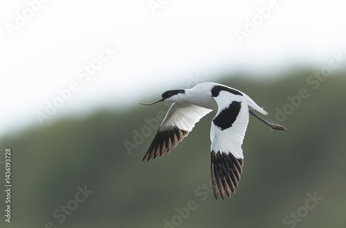 Obraz na płótnie Pied avocet Recurvirostra avosetta in a marsh in Brittany w salonie
