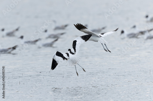 Obraz na płótnie Pied avocet Recurvirostra avosetta in a marsh in Brittany w salonie