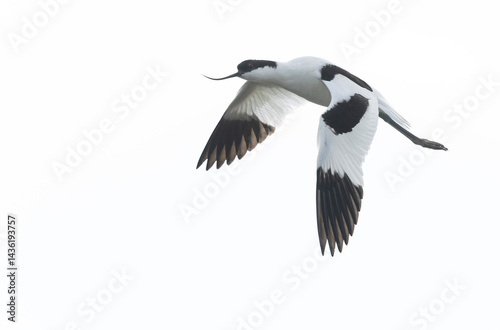 Obraz na płótnie Pied avocet Recurvirostra avosetta in a marsh in Brittany w salonie