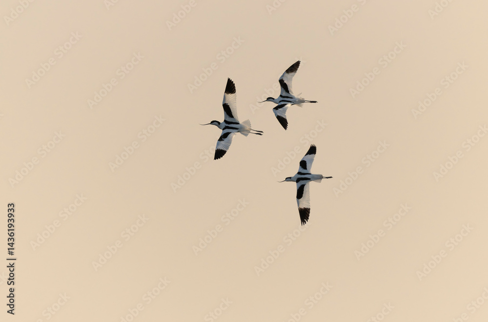 Pied avocet Recurvirostra avosetta in a marsh in Brittany