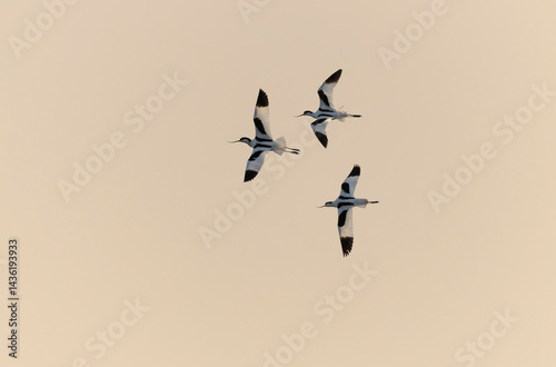 Obraz na płótnie Pied avocet Recurvirostra avosetta in a marsh in Brittany w salonie