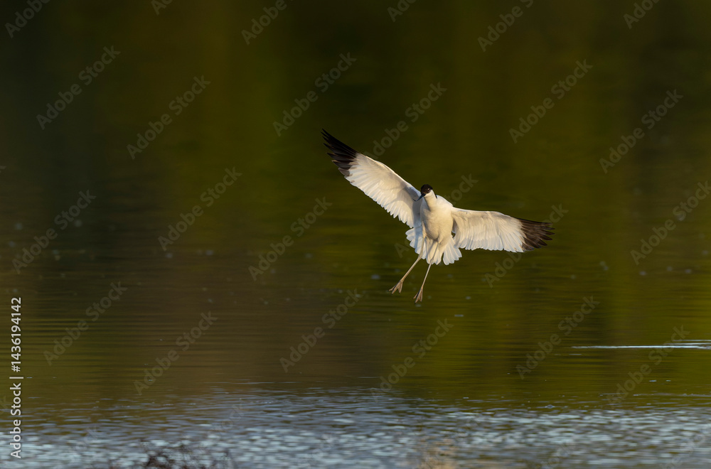 Pied avocet Recurvirostra avosetta in a marsh in Brittany