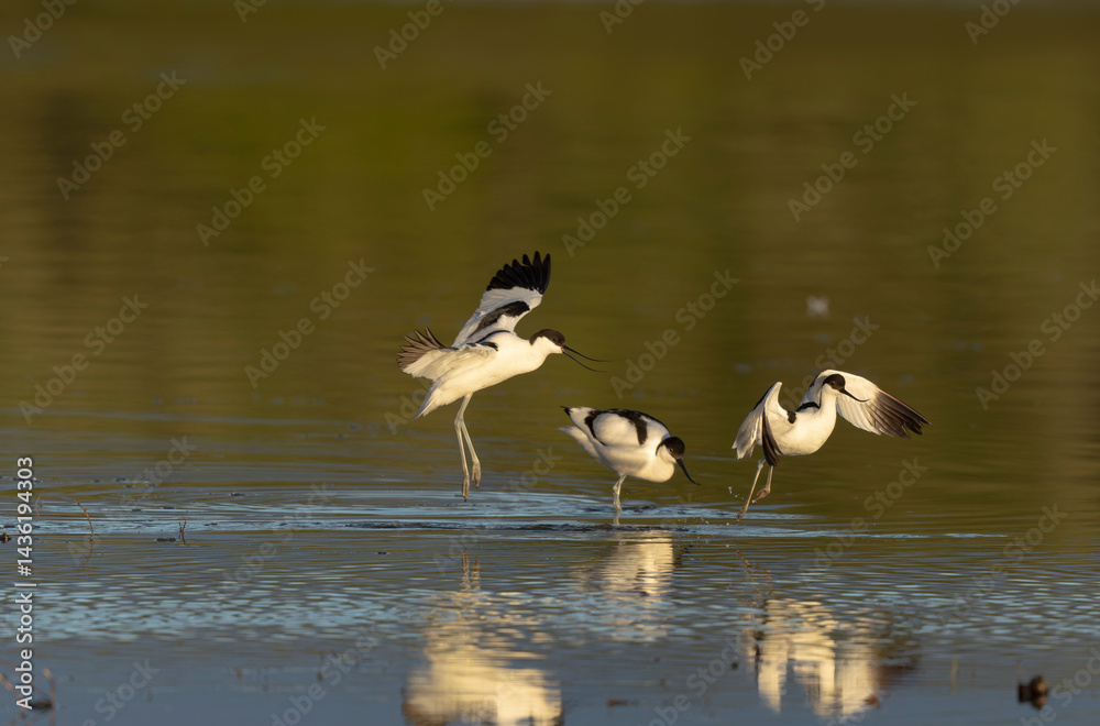 Pied avocet Recurvirostra avosetta in a marsh in Brittany