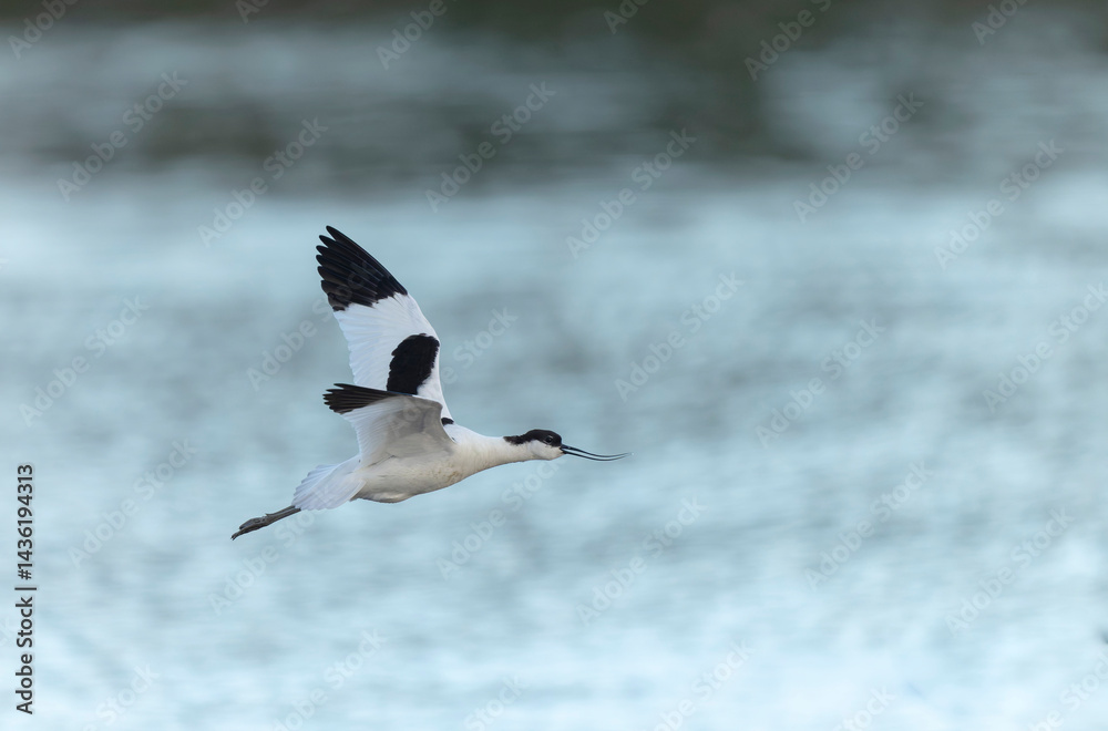 Pied avocet Recurvirostra avosetta in a marsh in Brittany