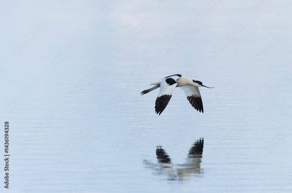 Pied avocet Recurvirostra avosetta in a marsh in Brittany