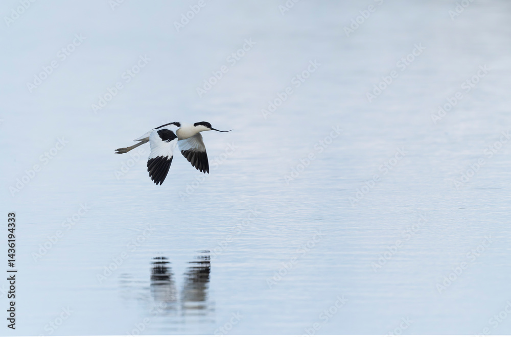 Pied avocet Recurvirostra avosetta in a marsh in Brittany