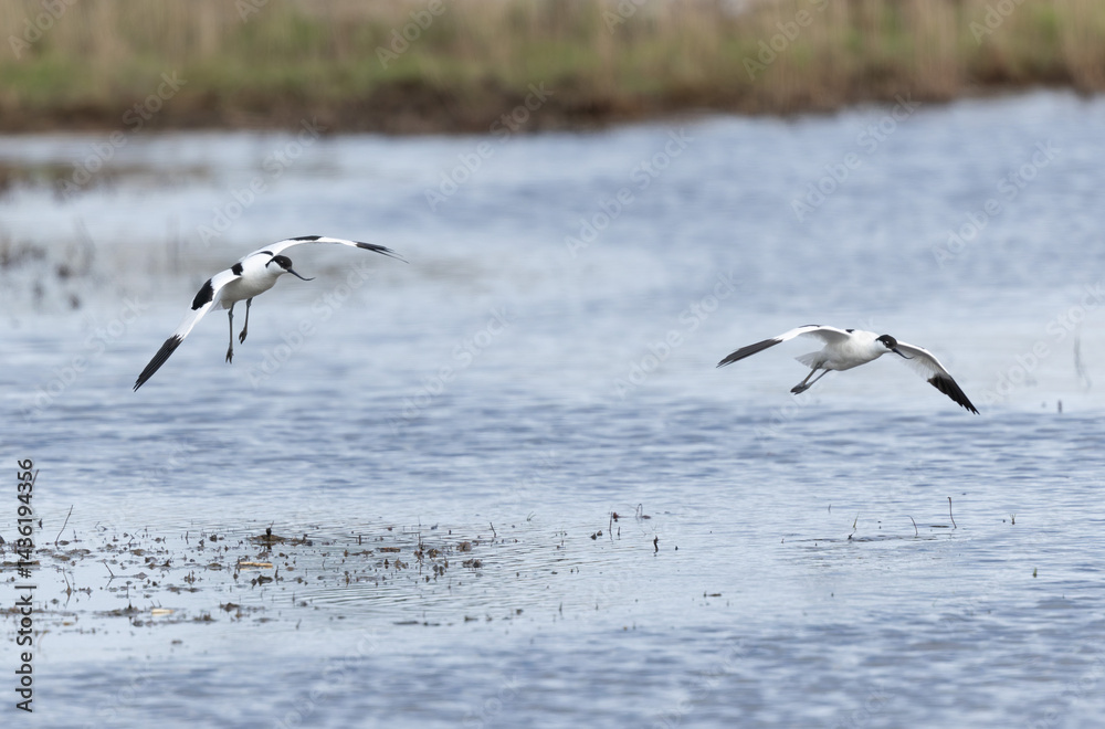 Pied avocet Recurvirostra avosetta in a marsh in Brittany