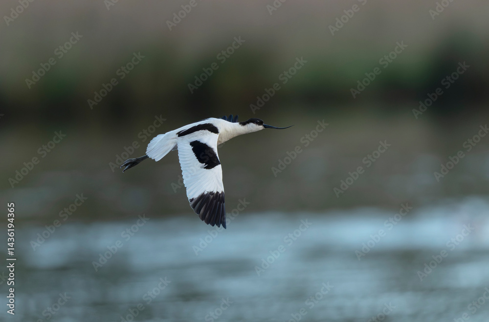 Pied avocet Recurvirostra avosetta in a marsh in Brittany