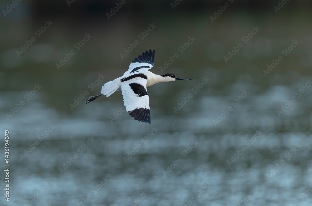 Pied avocet Recurvirostra avosetta in a marsh in Brittany