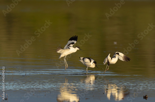 Obraz na płótnie Pied avocet Recurvirostra avosetta in a marsh in Brittany w salonie