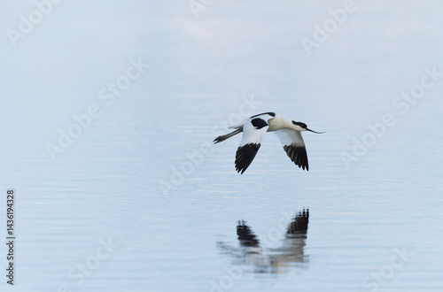 Pied avocet Recurvirostra avosetta in a marsh in Brittany