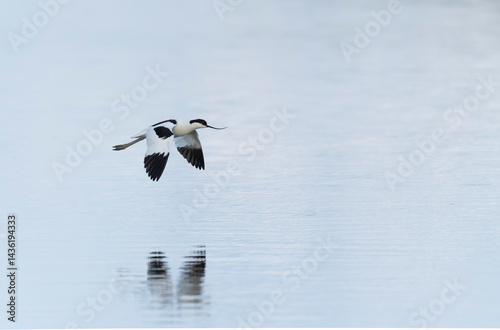 Obraz na płótnie Pied avocet Recurvirostra avosetta in a marsh in Brittany w salonie