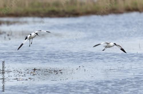 Obraz na płótnie Pied avocet Recurvirostra avosetta in a marsh in Brittany w salonie
