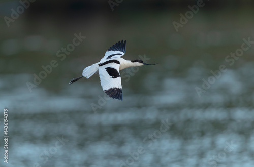 Obraz na płótnie Pied avocet Recurvirostra avosetta in a marsh in Brittany w salonie