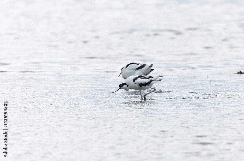 Pied avocet Recurvirostra avosetta in a marsh in Brittany