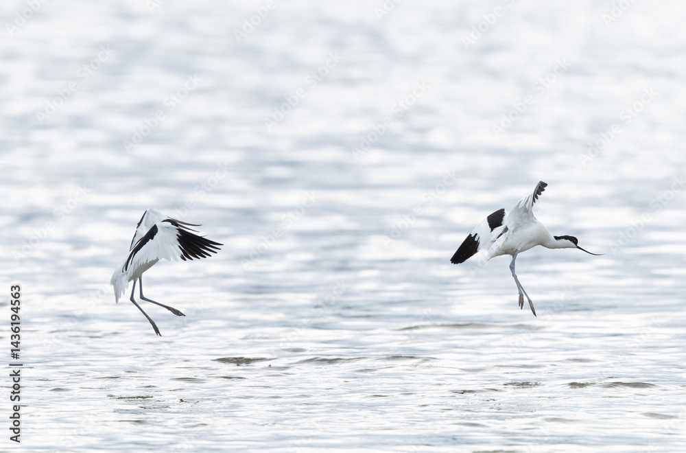 Pied avocet Recurvirostra avosetta in a marsh in Brittany