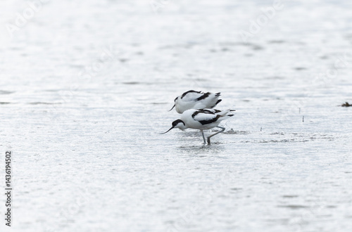 Obraz na płótnie Pied avocet Recurvirostra avosetta in a marsh in Brittany w salonie