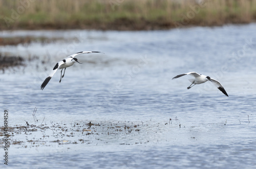 Obraz na płótnie Pied avocet Recurvirostra avosetta in a marsh in Brittany w salonie