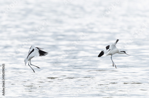 Obraz na płótnie Pied avocet Recurvirostra avosetta in a marsh in Brittany w salonie