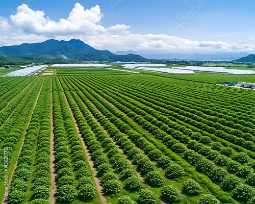 Obraz na płótnie Lush green orchard rows stretch across a valley, nestled between mountains under a bright blue sky, punctuated by greenhouses w salonie
