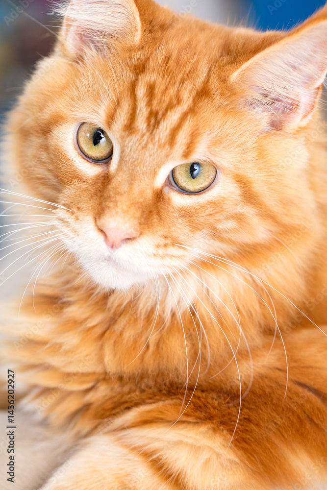 Big red maine coon cat Big red maine coon cat