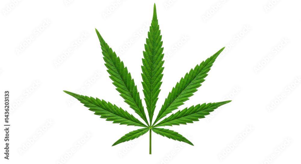 Isolated cannabis leaf on a black backdrop symbolizing natural remedies and botanical science Isolated cannabis leaf on a black backdrop symbolizing natural remedies and botanical science