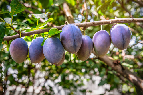 Ripe sweet organic plums in the orchard at sunset