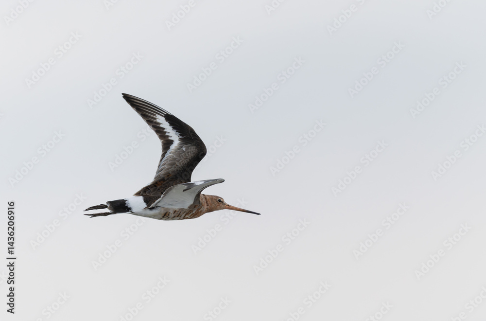 Black-tailed Godwit Limosa limosa in a swamp in northern Brittany