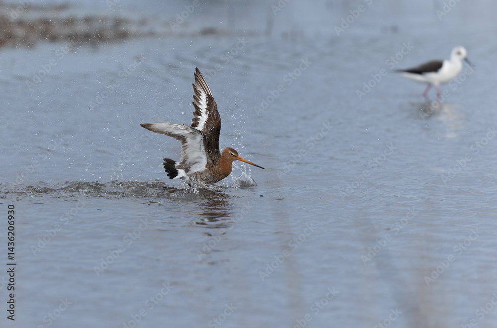 Black-tailed Godwit Limosa limosa in a swamp in northern Brittany