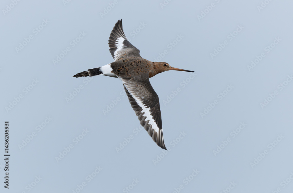 Black-tailed Godwit Limosa limosa in a swamp in northern Brittany