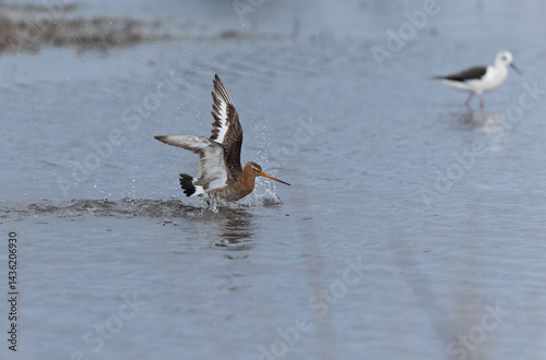 Obraz na płótnie Black-tailed Godwit Limosa limosa in a swamp in northern Brittany w salonie