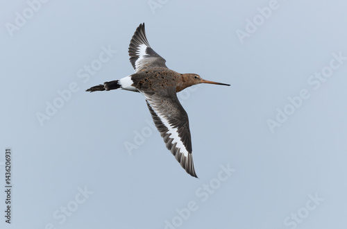 Obraz na płótnie Black-tailed Godwit Limosa limosa in a swamp in northern Brittany w salonie
